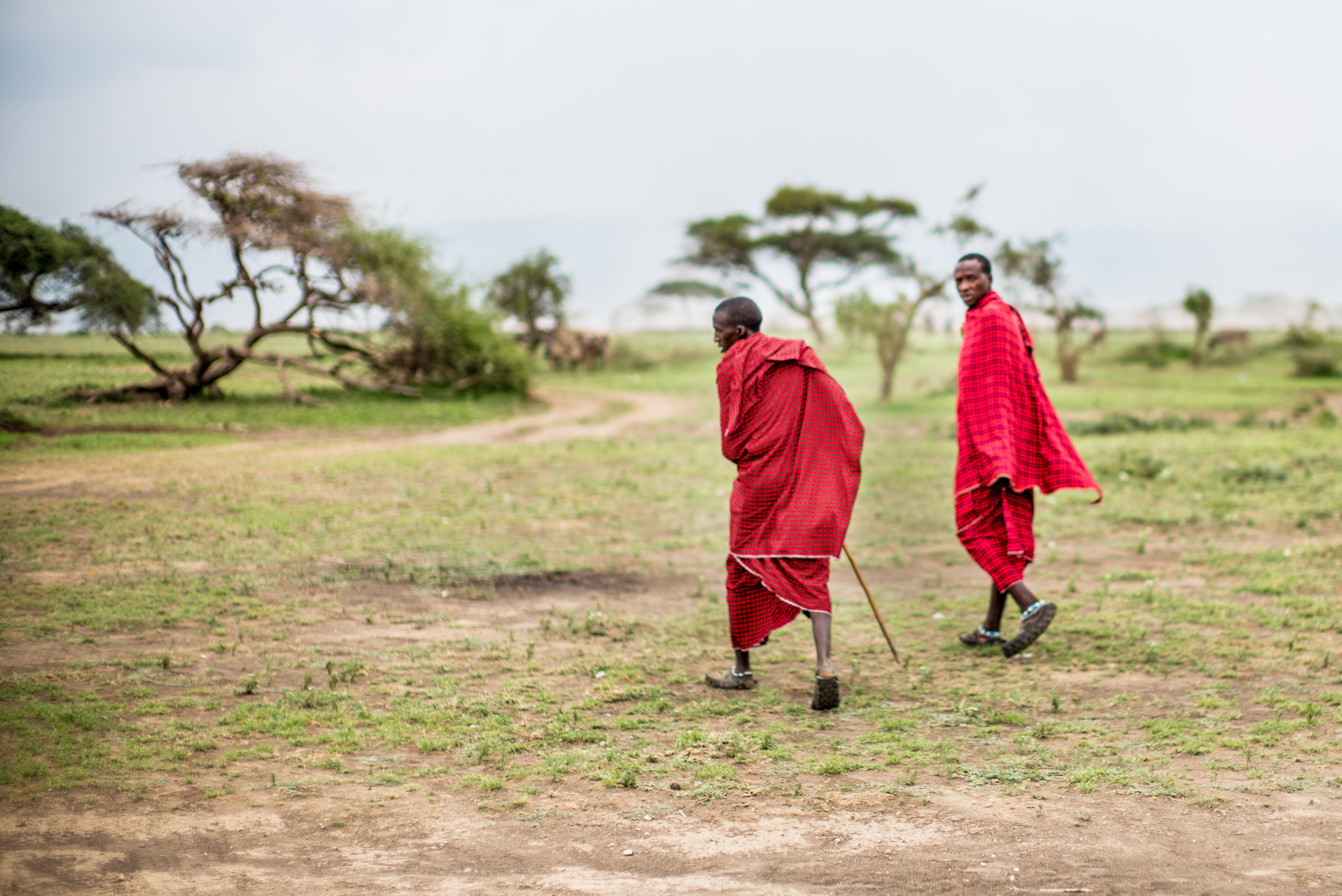 Maasai Herders