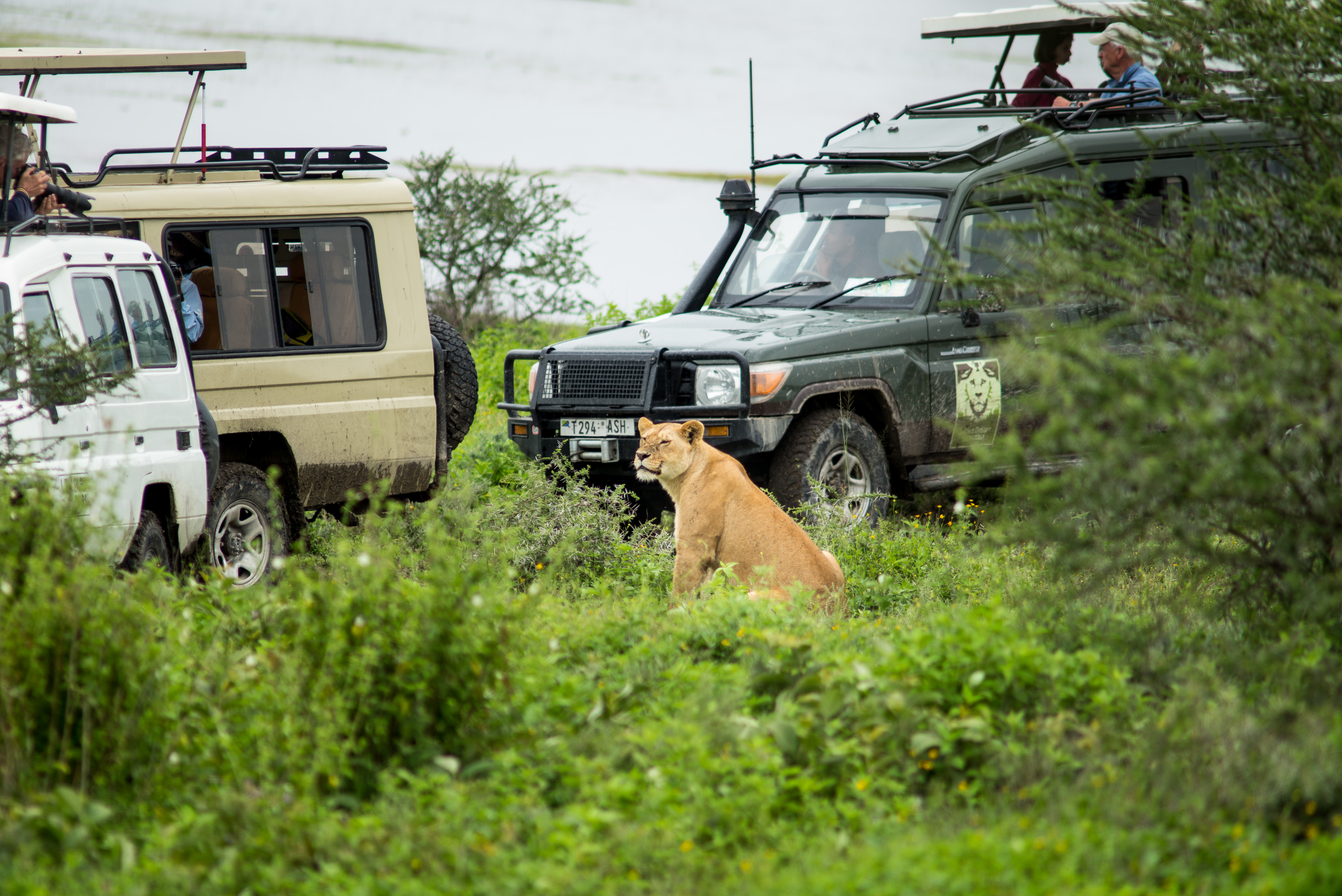 Lion and Jeeps