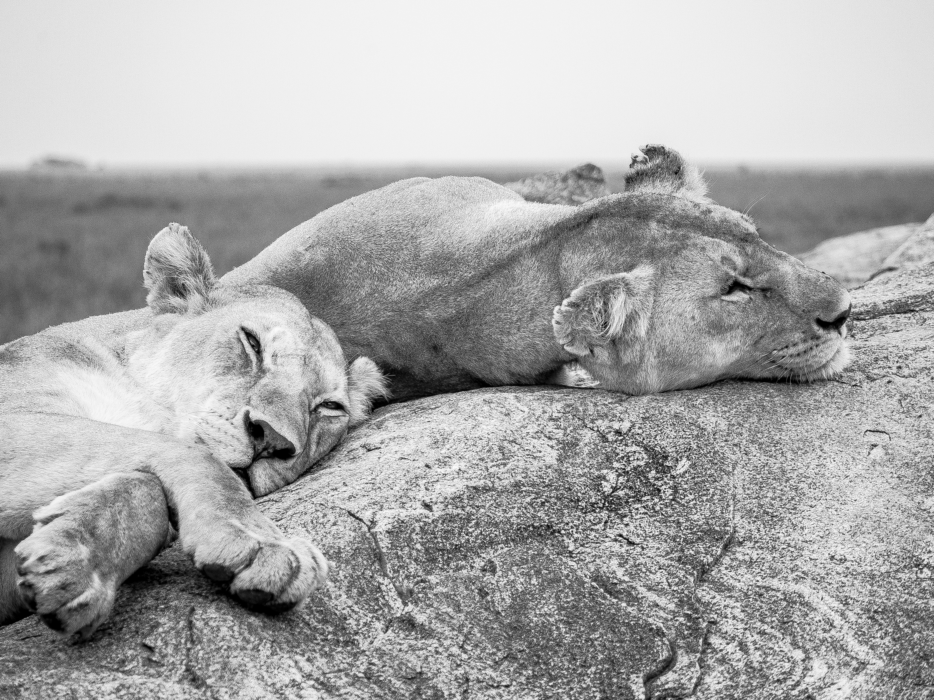 Sleeping Lions