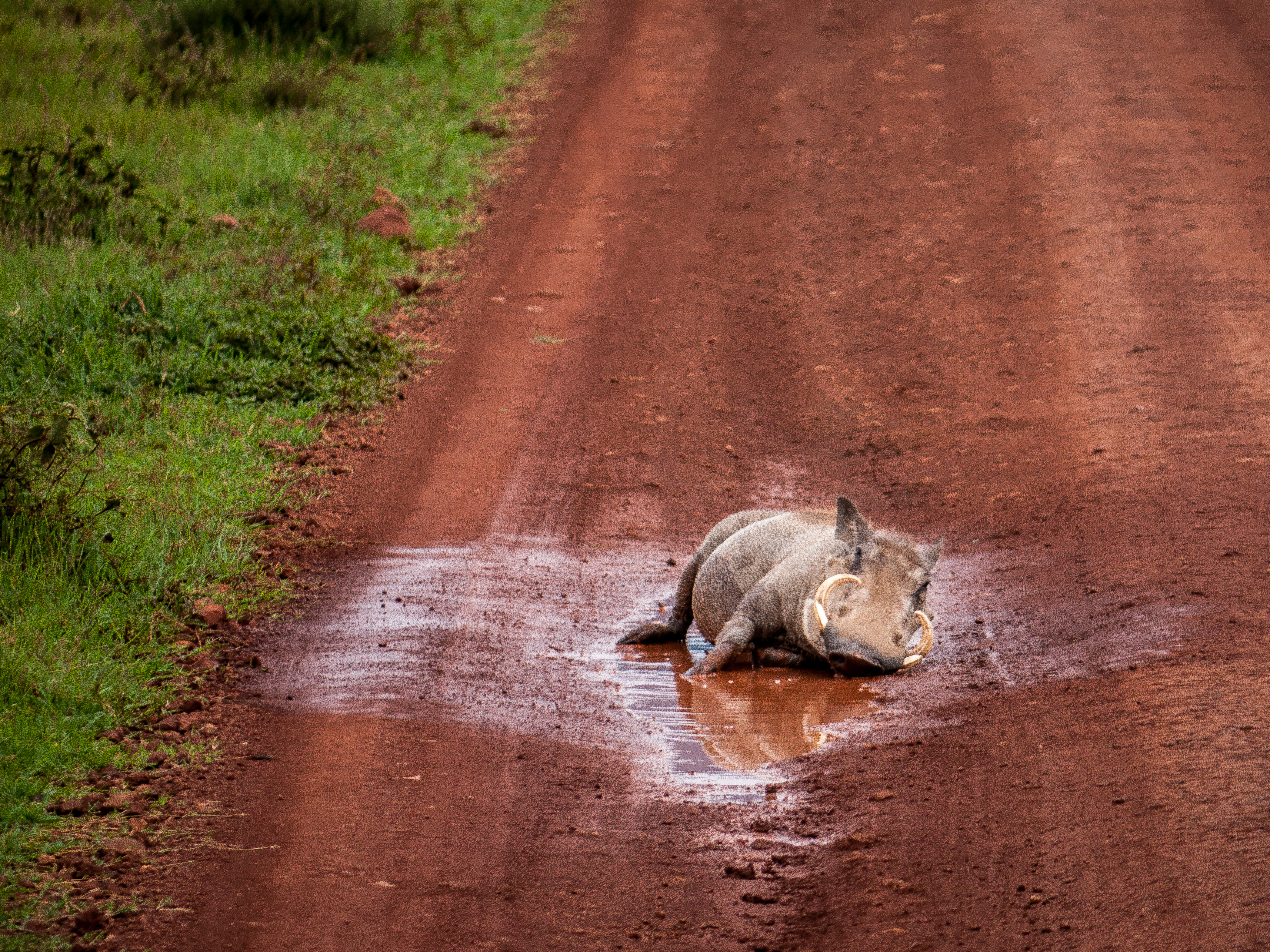 Warthog in Mud Puddle